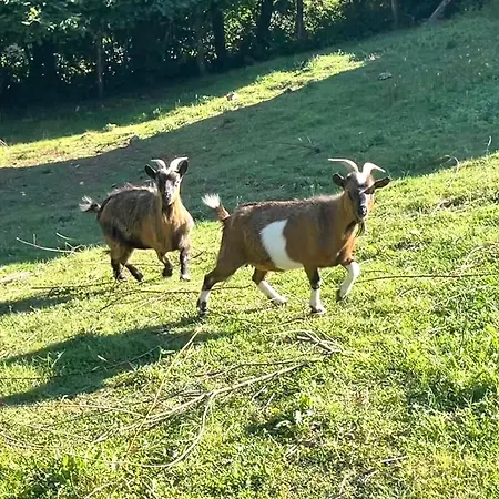 Campsite Tente Avec Vue Sur L'aubrac