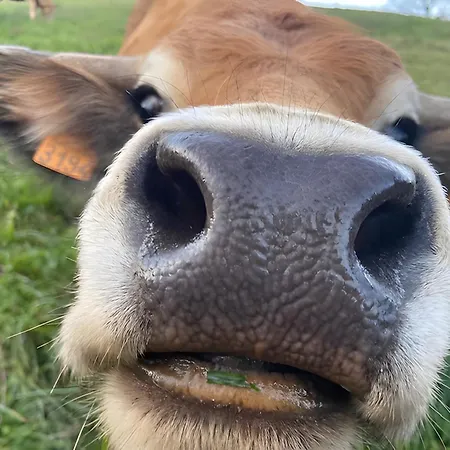 Tente Avec Vue Sur L'aubrac Campsite *